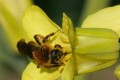 Abeille dans fleur de chou Monique F